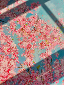 Cherry Blossoms, Large